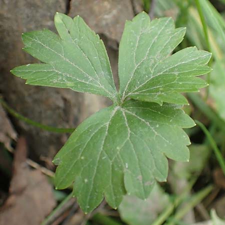Ranunculus oligodon \ Wenigz&auml;hniger Gold-Hahnenfu� / Few-Toothed Goldilocks, F Haguenau 29.4.2016