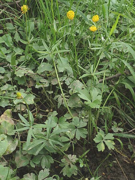 Ranunculus oligodon \ Wenigz&auml;hniger Gold-Hahnenfu� / Few-Toothed Goldilocks, F Haguenau 29.4.2016