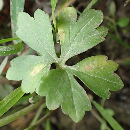 Ranunculus oligodon \ Wenigz&auml;hniger Gold-Hahnenfu� / Few-Toothed Goldilocks, F Haguenau 29.4.2016