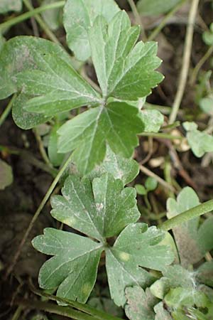 Ranunculus oligodon \ Wenigz&auml;hniger Gold-Hahnenfu� / Few-Toothed Goldilocks, F Haguenau 29.4.2016