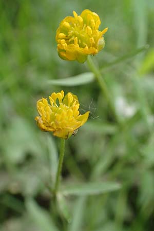 Ranunculus oligodon \ Wenigz&auml;hniger Gold-Hahnenfu� / Few-Toothed Goldilocks, F Haguenau 29.4.2016