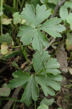 Ranunculus oligodon \ Wenigz&auml;hniger Gold-Hahnenfu� / Few-Toothed Goldilocks, F Haguenau 29.4.2016