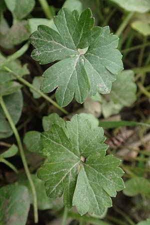 Ranunculus oligodon \ Wenigz&auml;hniger Gold-Hahnenfu� / Few-Toothed Goldilocks, F Haguenau 29.4.2016
