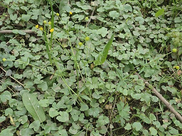 Ranunculus oligodon \ Wenigz&auml;hniger Gold-Hahnenfu� / Few-Toothed Goldilocks, F Haguenau 29.4.2016