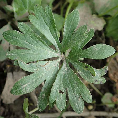 Ranunculus oligodon \ Wenigz&auml;hniger Gold-Hahnenfu� / Few-Toothed Goldilocks, F Haguenau 29.4.2016