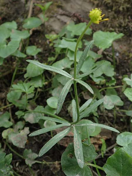 Ranunculus oligodon \ Wenigz&auml;hniger Gold-Hahnenfu� / Few-Toothed Goldilocks, F Haguenau 29.4.2016