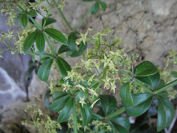 Rubia peregrina \ Wilde Rte / Wild Madder, F Jonte - Schlucht / Gorge 8.6.2006