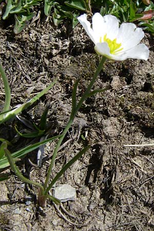 Ranunculus pyrenaeus \ Pyrenen-Hahnenfu / Pyrenean Buttercup, F Pyrenäen/Pyrenees, Port d'Envalira 26.6.2008