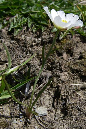 Ranunculus pyrenaeus \ Pyrenen-Hahnenfu / Pyrenean Buttercup, F Pyrenäen/Pyrenees, Port d'Envalira 26.6.2008