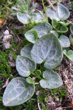 Ranunculus parnassifolius ? \ Herzblttriger Hahnenfu / Parnassus-Leaved Buttercup, F Col de Lautaret Botan. Gar. 28.6.2008