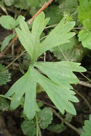 Ranunculus philopadus \ Sundgau-Gold-Hahnenfu� / Sundgau Goldilocks, F Dannemarie 29.4.2016