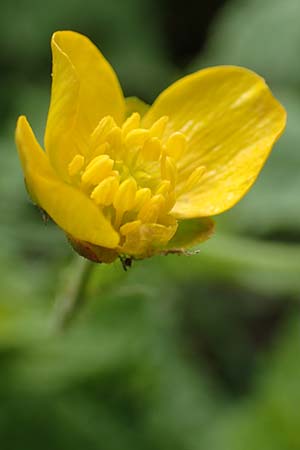 Ranunculus philopadus \ Sundgau-Gold-Hahnenfu� / Sundgau Goldilocks, F Dannemarie 29.4.2016