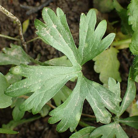 Ranunculus philopadus \ Sundgau-Gold-Hahnenfu� / Sundgau Goldilocks, F Dannemarie 29.4.2016