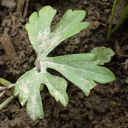 Ranunculus philopadus \ Sundgau-Gold-Hahnenfu� / Sundgau Goldilocks, F Dannemarie 29.4.2016