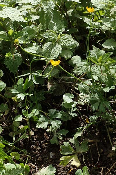 Ranunculus philopadus \ Sundgau-Gold-Hahnenfu� / Sundgau Goldilocks, F Dannemarie 29.4.2016