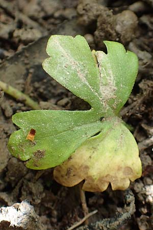 Ranunculus philopadus \ Sundgau-Gold-Hahnenfu� / Sundgau Goldilocks, F Dannemarie 29.4.2016