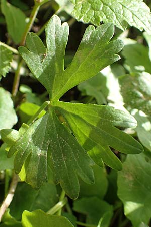 Ranunculus philopadus \ Sundgau-Gold-Hahnenfu� / Sundgau Goldilocks, F Dannemarie 29.4.2016