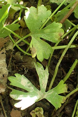 Ranunculus philopadus \ Sundgau-Gold-Hahnenfu� / Sundgau Goldilocks, F Dannemarie 29.4.2016