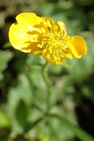 Ranunculus philopadus \ Sundgau-Gold-Hahnenfu� / Sundgau Goldilocks, F Dannemarie 29.4.2016