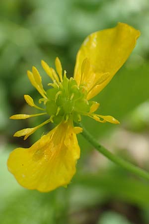 Ranunculus pseudalsaticus \ Falscher Els&auml;sser Gold-Hahnenfu� / False Alsacian Goldilocks, F Colmar 29.4.2016