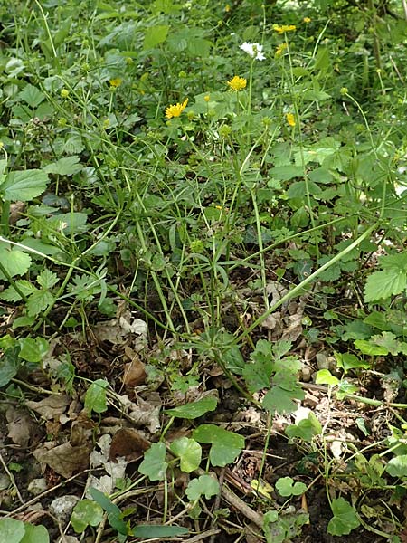 Ranunculus pseudalsaticus \ Falscher Els&auml;sser Gold-Hahnenfu� / False Alsacian Goldilocks, F Colmar 29.4.2016