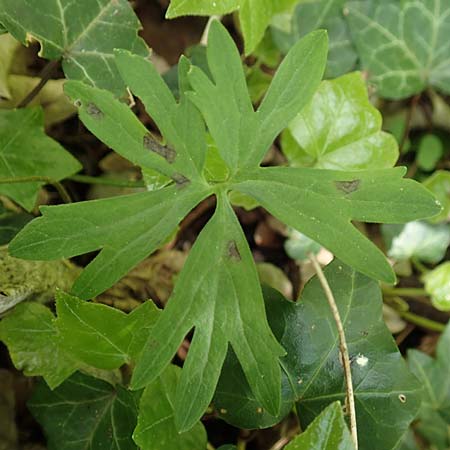 Ranunculus pseudalsaticus \ Falscher Els&auml;sser Gold-Hahnenfu� / False Alsacian Goldilocks, F Colmar 29.4.2016