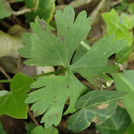 Ranunculus pseudalsaticus \ Falscher Els&auml;sser Gold-Hahnenfu� / False Alsacian Goldilocks, F Colmar 29.4.2016