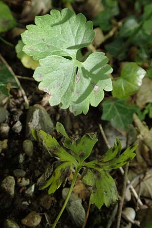 Ranunculus pseudalsaticus \ Falscher Els&auml;sser Gold-Hahnenfu� / False Alsacian Goldilocks, F Colmar 29.4.2016