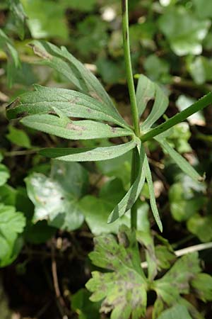 Ranunculus pseudalsaticus \ Falscher Els&auml;sser Gold-Hahnenfu� / False Alsacian Goldilocks, F Colmar 29.4.2016