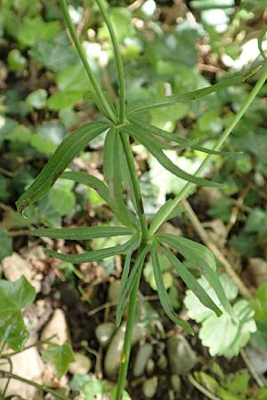 Ranunculus pseudalsaticus \ Falscher Els&auml;sser Gold-Hahnenfu� / False Alsacian Goldilocks, F Colmar 29.4.2016