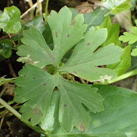 Ranunculus pseudalsaticus \ Falscher Els&auml;sser Gold-Hahnenfu� / False Alsacian Goldilocks, F Colmar 29.4.2016