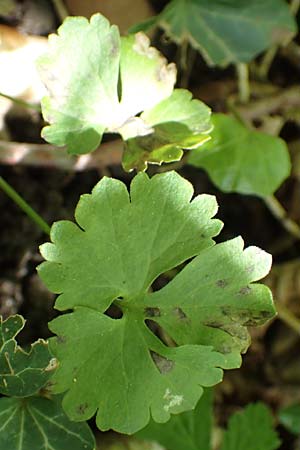 Ranunculus pseudalsaticus \ Falscher Els&auml;sser Gold-Hahnenfu� / False Alsacian Goldilocks, F Colmar 29.4.2016