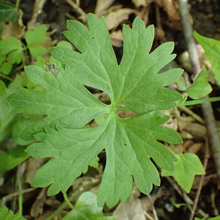 Ranunculus pseudalsaticus \ Falscher Els&auml;sser Gold-Hahnenfu� / False Alsacian Goldilocks, F Colmar 29.4.2016