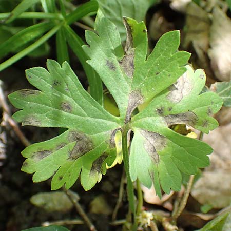 Ranunculus pseudalsaticus \ Falscher Els&auml;sser Gold-Hahnenfu� / False Alsacian Goldilocks, F Colmar 29.4.2016