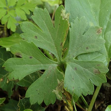 Ranunculus pseudalsaticus \ Falscher Els&auml;sser Gold-Hahnenfu� / False Alsacian Goldilocks, F Colmar 29.4.2016