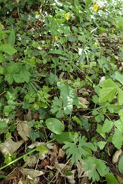 Ranunculus pseudalsaticus \ Falscher Els&auml;sser Gold-Hahnenfu� / False Alsacian Goldilocks, F Colmar 29.4.2016