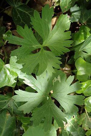 Ranunculus pseudalsaticus \ Falscher Els&auml;sser Gold-Hahnenfu� / False Alsacian Goldilocks, F Colmar 29.4.2016