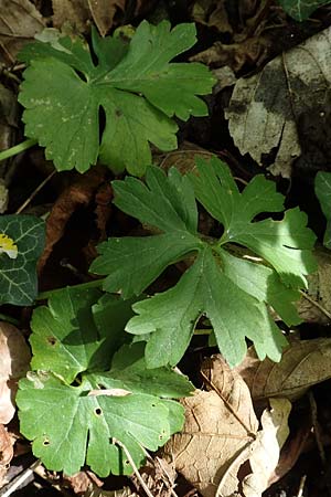 Ranunculus pseudalsaticus \ Falscher Els&auml;sser Gold-Hahnenfu� / False Alsacian Goldilocks, F Colmar 29.4.2016