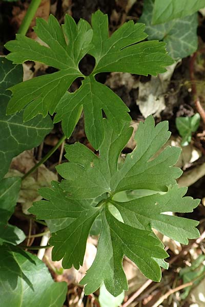 Ranunculus pseudalsaticus \ Falscher Els&auml;sser Gold-Hahnenfu� / False Alsacian Goldilocks, F Colmar 29.4.2016