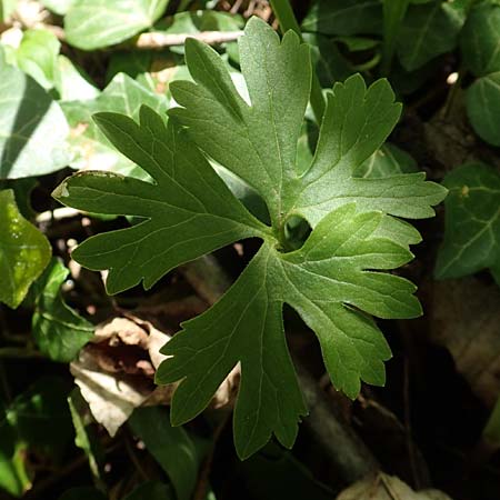 Ranunculus pseudalsaticus \ Falscher Els&auml;sser Gold-Hahnenfu� / False Alsacian Goldilocks, F Colmar 29.4.2016