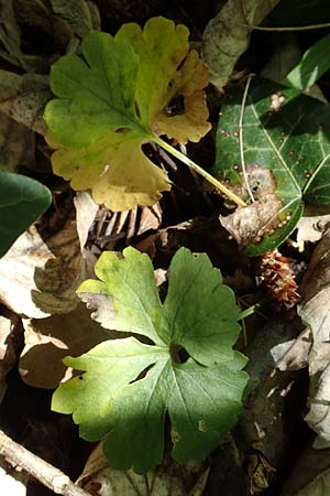 Ranunculus pseudalsaticus \ Falscher Els&auml;sser Gold-Hahnenfu� / False Alsacian Goldilocks, F Colmar 29.4.2016