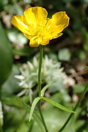 Ranunculus pseudalsaticus \ Falscher Els&auml;sser Gold-Hahnenfu� / False Alsacian Goldilocks, F Colmar 29.4.2016