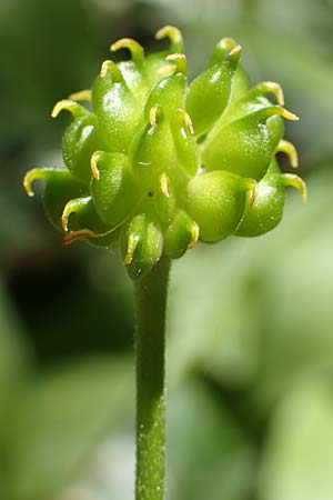 Ranunculus pseudalsaticus \ Falscher Els&auml;sser Gold-Hahnenfu� / False Alsacian Goldilocks, F Colmar 29.4.2016