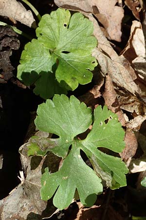 Ranunculus pseudalsaticus \ Falscher Els&auml;sser Gold-Hahnenfu� / False Alsacian Goldilocks, F Colmar 29.4.2016