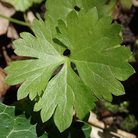 Ranunculus pseudalsaticus \ Falscher Els&auml;sser Gold-Hahnenfu� / False Alsacian Goldilocks, F Colmar 29.4.2016