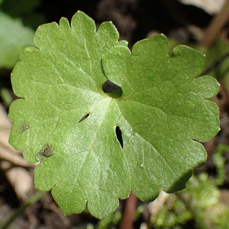 Ranunculus pseudalsaticus \ Falscher Els&auml;sser Gold-Hahnenfu� / False Alsacian Goldilocks, F Colmar 29.4.2016