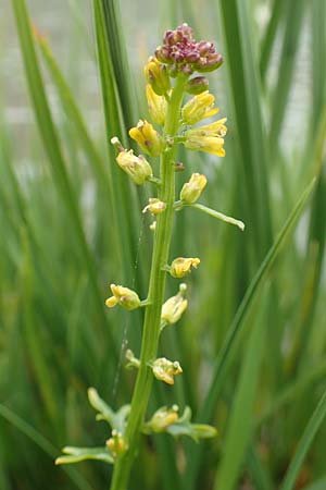 Barbarea bracteosa \ Deckblatt-Barbarakraut / Bracteous Winter Cress, F Col de la Bonette 8.7.2016
