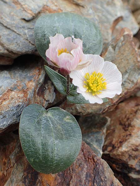 Ranunculus parnassifolius \ Herzblttriger Hahnenfu / Parnassus-Leaved Buttercup, F Pyrenäen/Pyrenees, Puigmal 1.8.2018