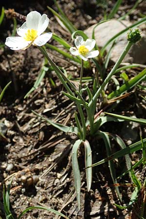 Ranunculus pyrenaeus \ Pyrenen-Hahnenfu / Pyrenean Buttercup, F Pyrenäen/Pyrenees, Mont Louis 3.8.2018