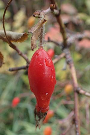 Rosa pendulina \ Alpen-Heckenrose / Alpine Rose, F Bonneval-sur-Arc 6.10.2021